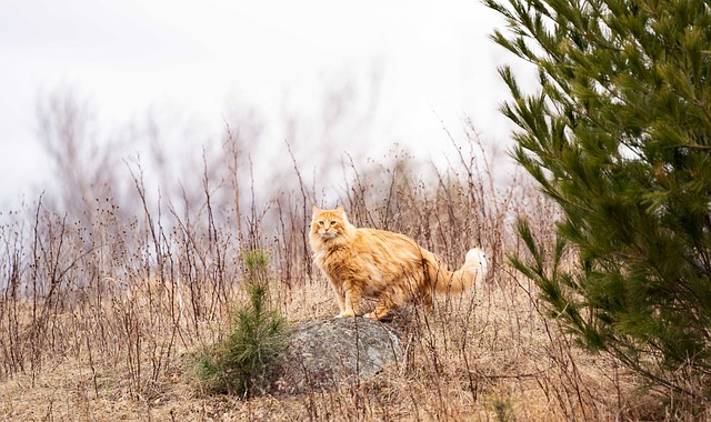 Unveiling the Playful Charm of Orange Felines