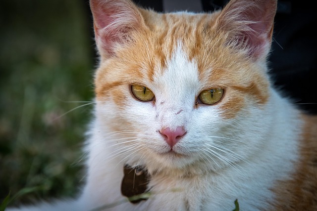 orange-felines-640x480-5909366.jpeg