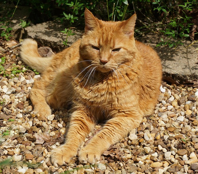 Orange Felines