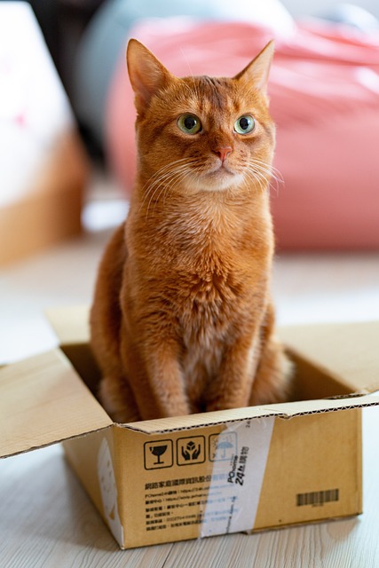 Orange Felines