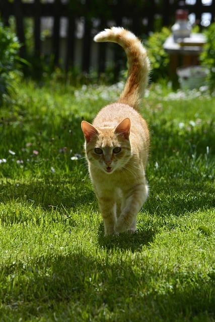 Orange Felines