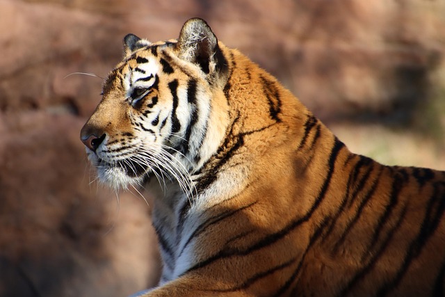 orange-felines-640x480-79749826.jpeg