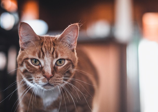 Orange Felines