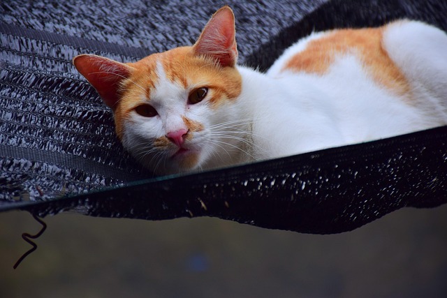 orange-kittens-640x480-10163011.jpeg
