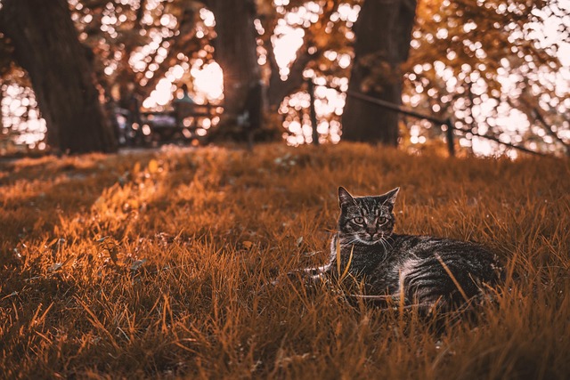 Orange Kittens