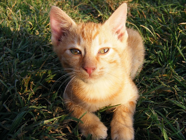 Orange Kittens