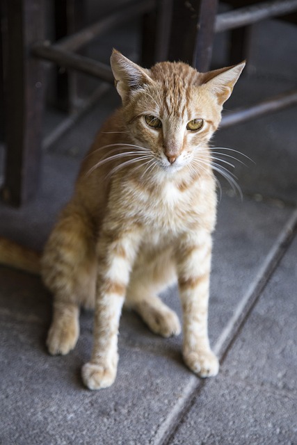 Orange Kittens