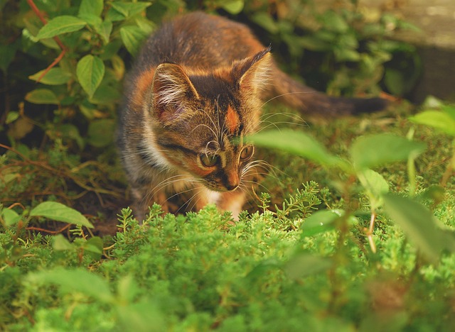 Orange Kittens