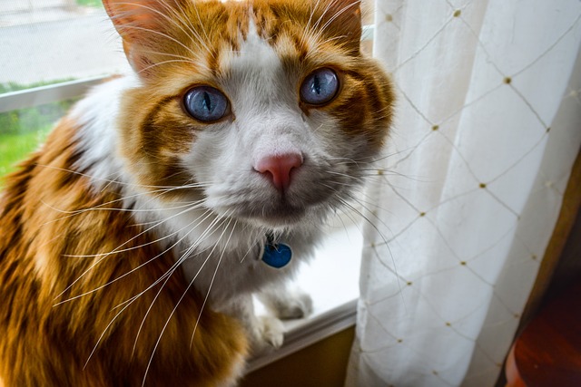 Orange Kittens