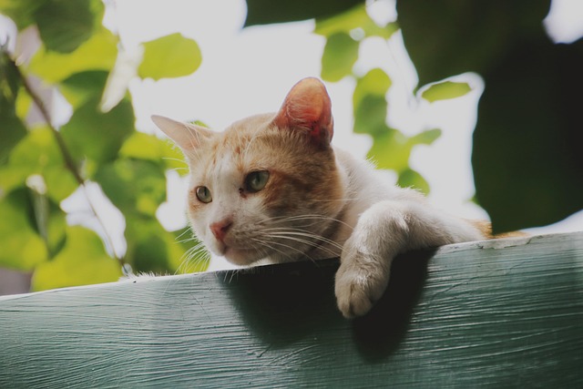 Orange Kittens