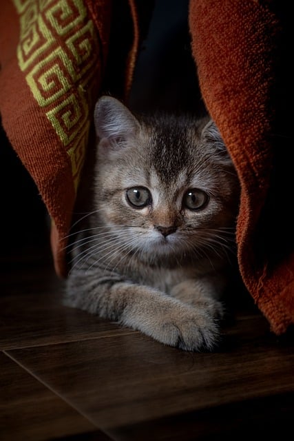 Orange Kittens
