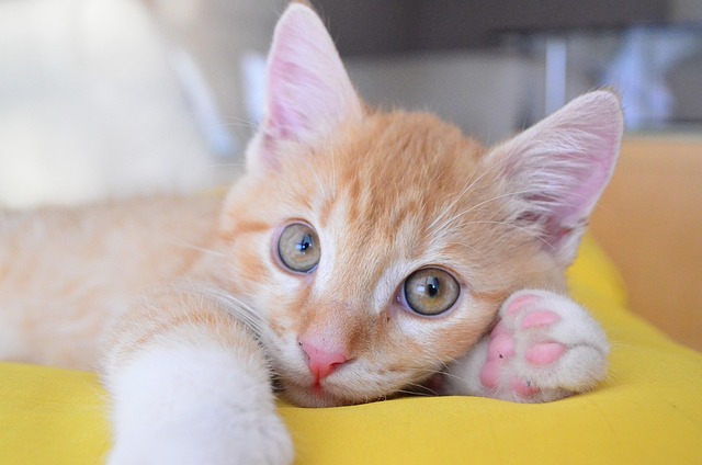 orange-kittens-640x480-97651981.jpeg