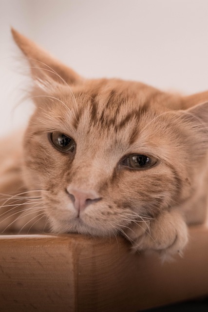 orange-kittens-640x480-9779283.jpeg
