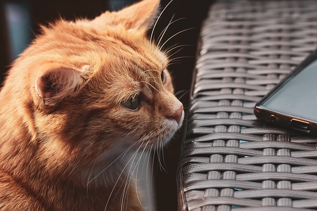 Orange Tabbies