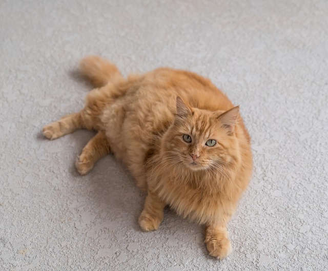 Orange Tabbies