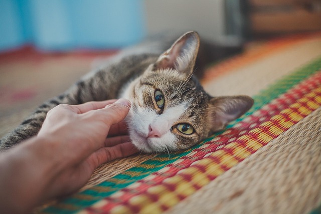 Orange Tabby
