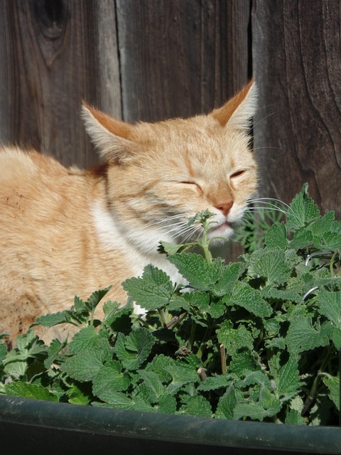 Orange Tabby