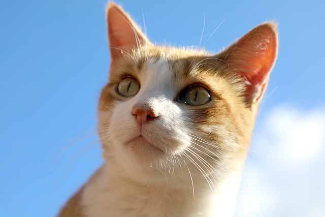 Orange Tabby