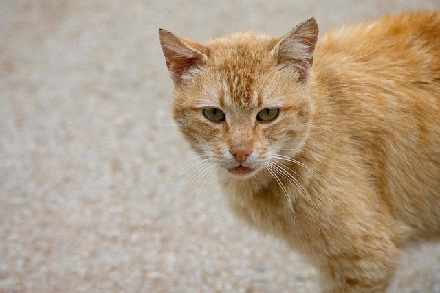 Orange Tabby