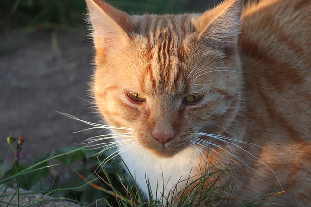 Orange Tabby