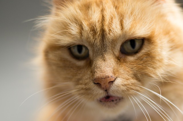 Orange Tabby