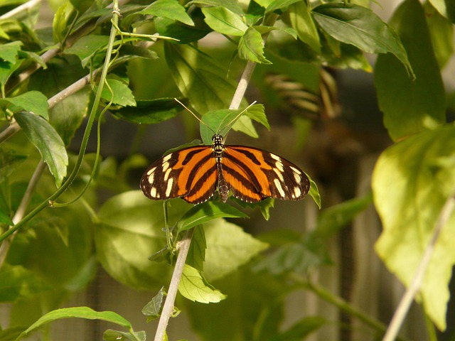 orange-tabby-640x480-71086217.jpeg