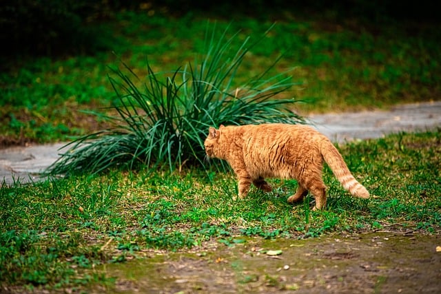 Orange Tabby