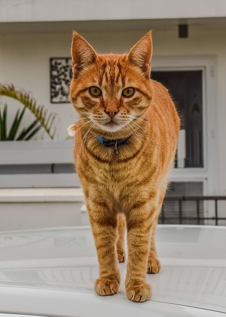 Orange Tabby