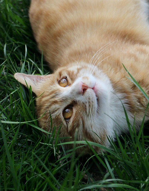 Orange Tabby
