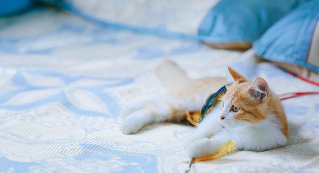 Orange Tabby Cats