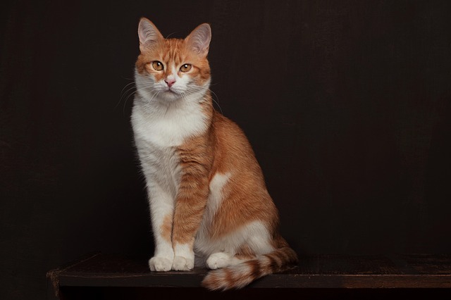 Orange Tabby Cats