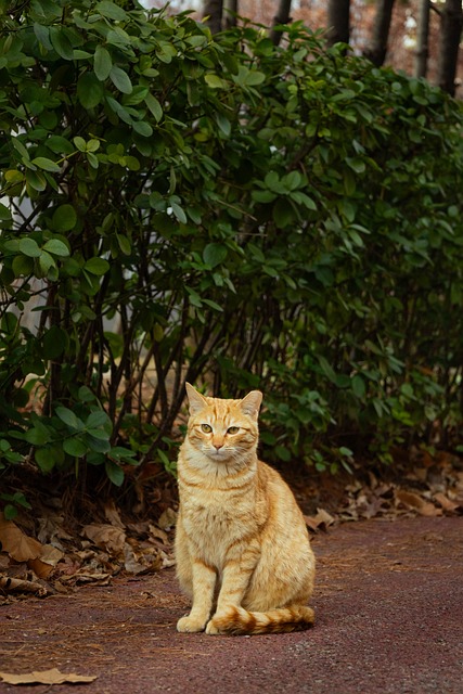 Orange Tabby Cats