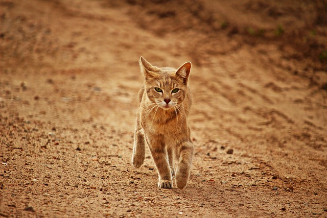 orange-tabby-kitten-640x480-43561562.jpeg