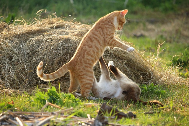 Orange Tabby Kitten