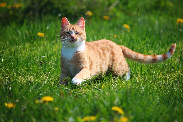 Orange Tabby Kitten