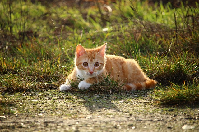 orange-tabby-kitten-640x480-64547698.jpeg