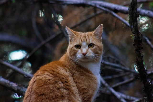 orange-tabby-kitten-640x480-77882973.jpeg