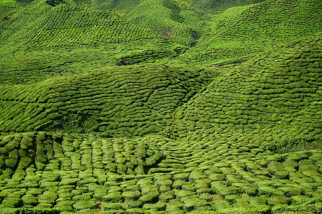 peppermint-tea-640x480-13831465.jpeg