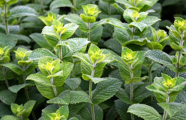 peppermint-tea-640x480-69127948.jpeg