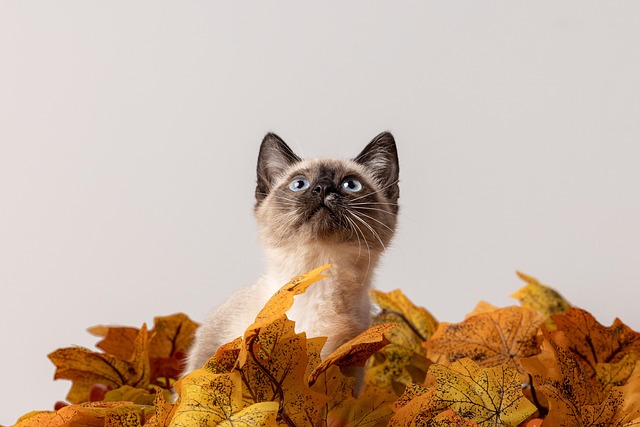 Playful Marmalade Cats