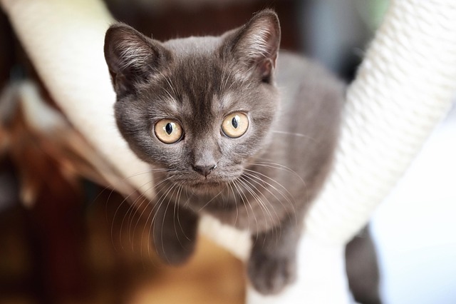 playful-marmalade-cats-640x480-14401558.jpeg