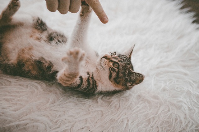Playful Marmalade Cats