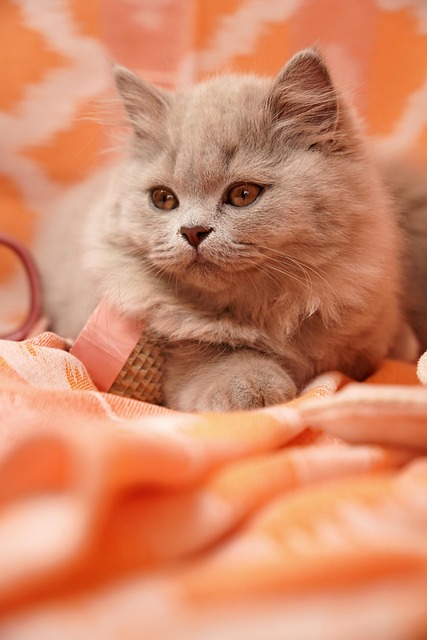 Playful Marmalade Cats