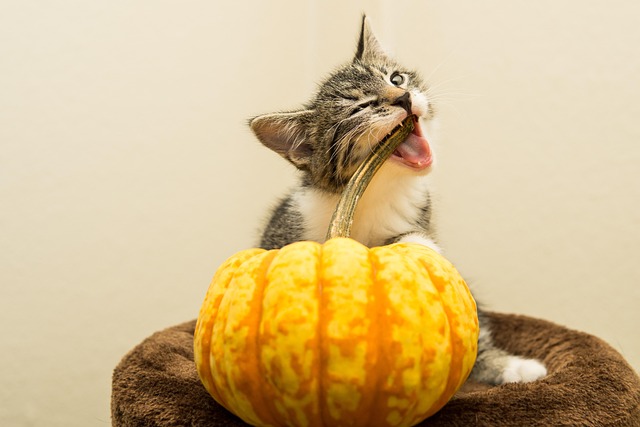 playful-marmalade-cats-640x480-42834416.jpeg