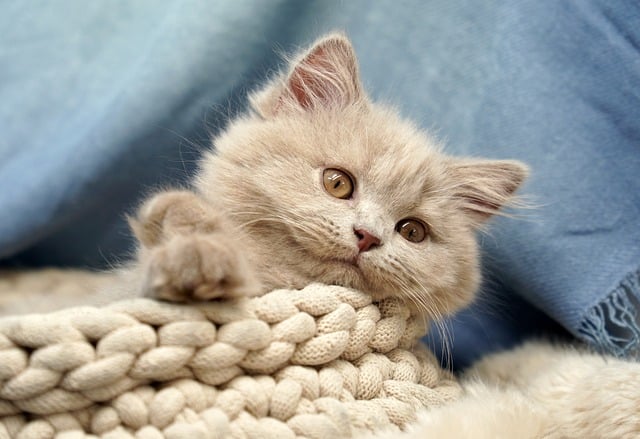 Playful Marmalade Cats
