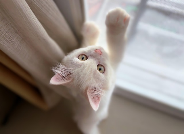 Playful Marmalade Cats
