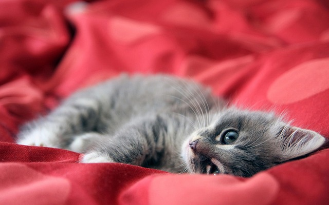 Playful Marmalade Cats