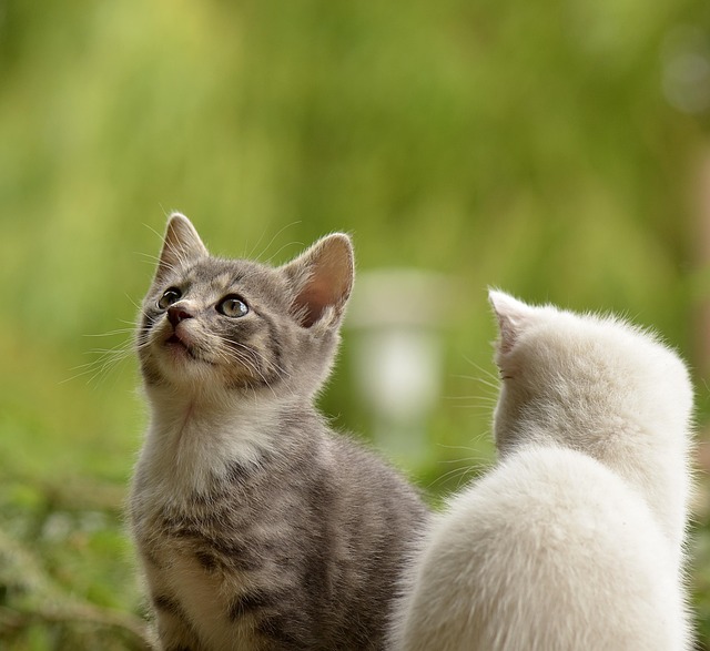 Playful Marmalade Cats