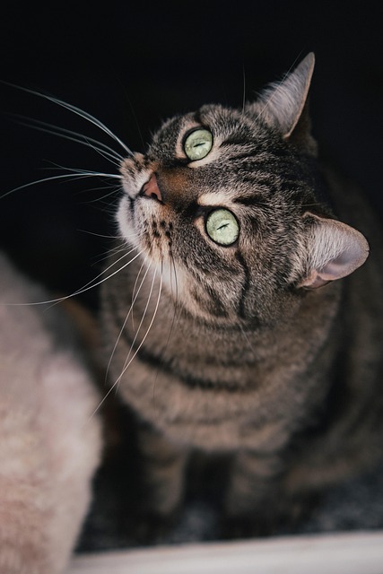 Playful Marmalade Cats
