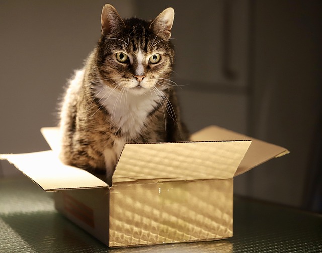 playful-marmalade-cats-640x480-7789551.jpeg